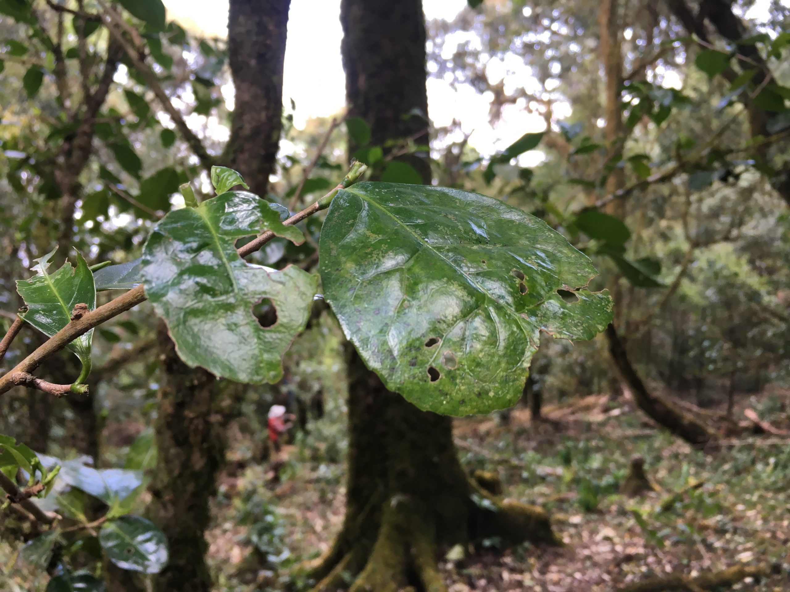 2023年永德大雪山古樹春茶多少一公斤？