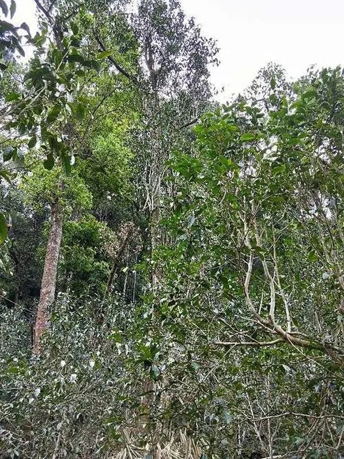 2023年多依樹古樹春茶品質(zhì)如何？