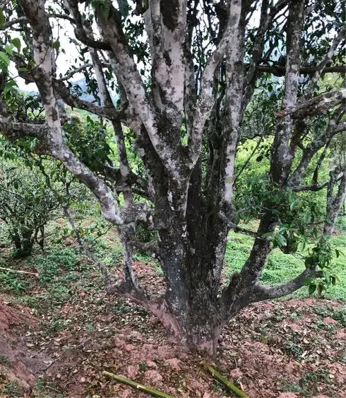 2023年易武張家灣古樹春茶特點是什么？