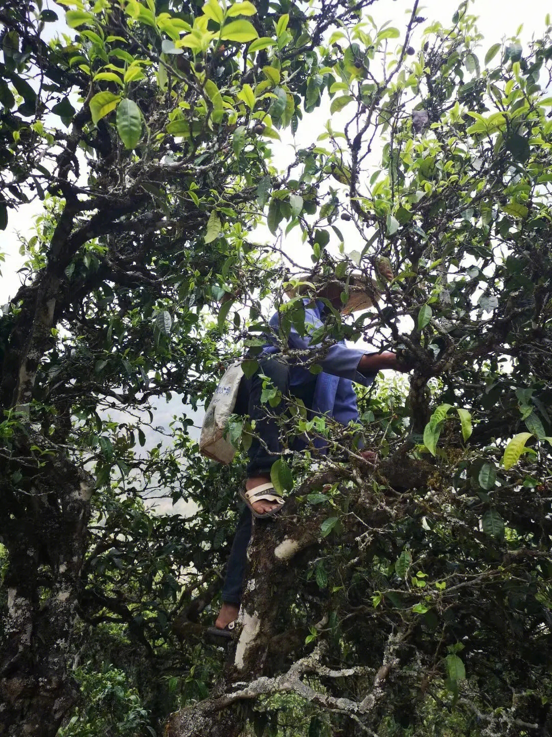 2023年寧洱擺尾箐古樹春茶品質(zhì)如何？