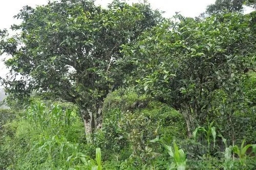 2023年鎮(zhèn)沅老海塘古樹春茶特點 是什么？