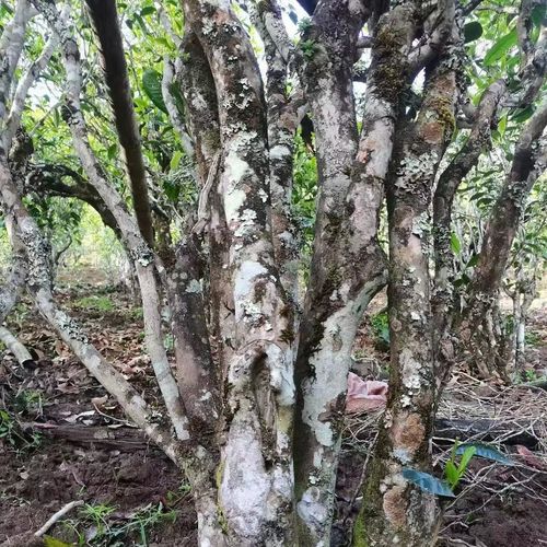 2023年鎮(zhèn)沅老烏山古樹春茶價格是多少？