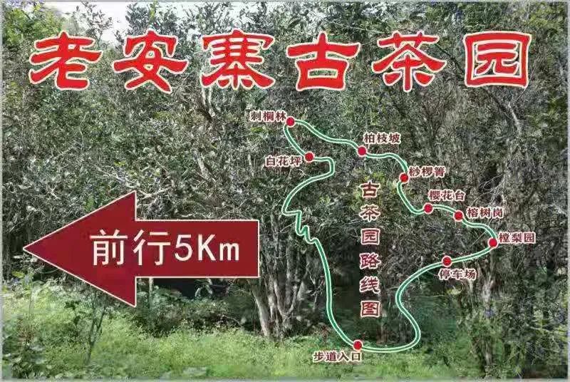 2023年普洱老安寨古樹春茶品質(zhì)如何？