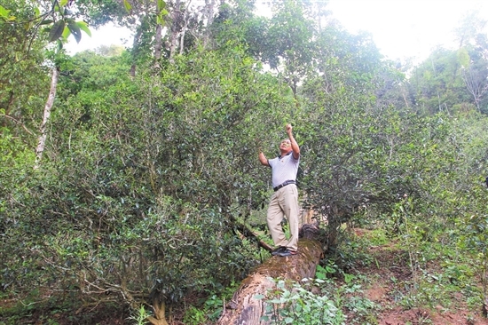 2023年普洱老安寨古樹春茶價格是多少？