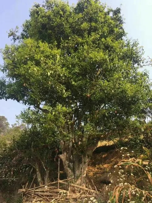 2023年千家寨古樹(shù)春茶特點(diǎn)是什么？