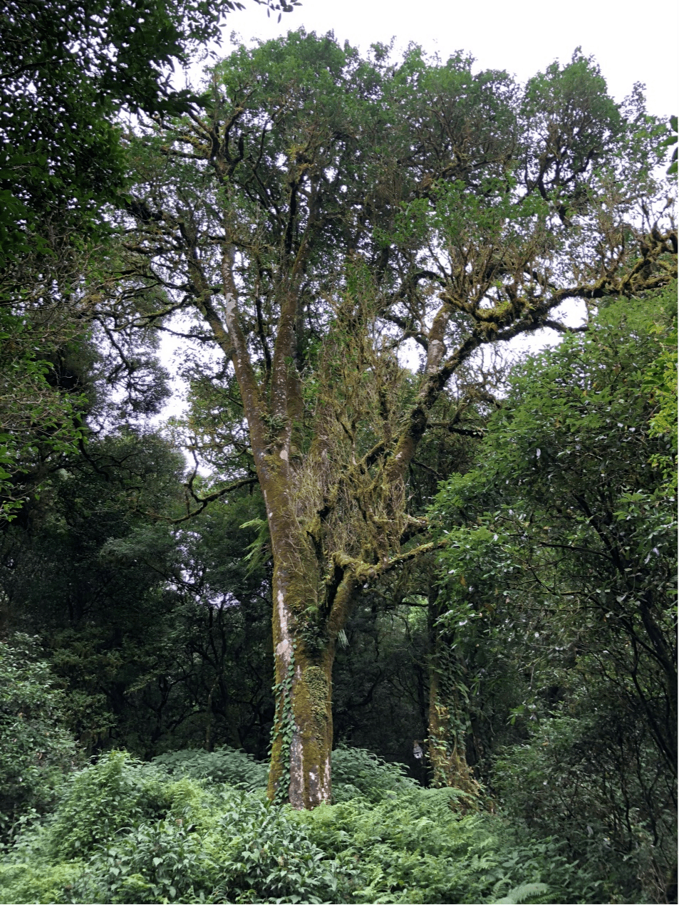 2023年千家寨古樹春茶價格是多少？