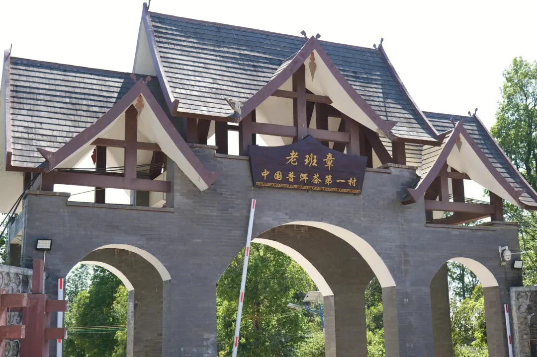 2024年老班章古樹春茶價(jià)格是多少？