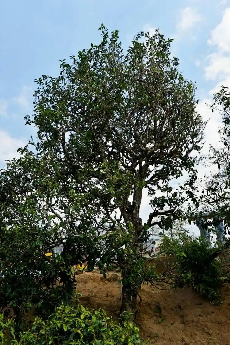 2024年冰島老寨古樹(shù)春茶口感是什么？