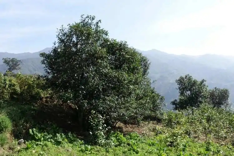 2024年冰島老寨古樹春茶特點是什么？