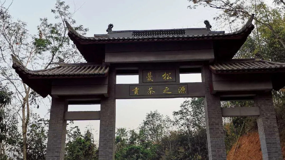 2024年曼松古樹春茶品質(zhì)如何？