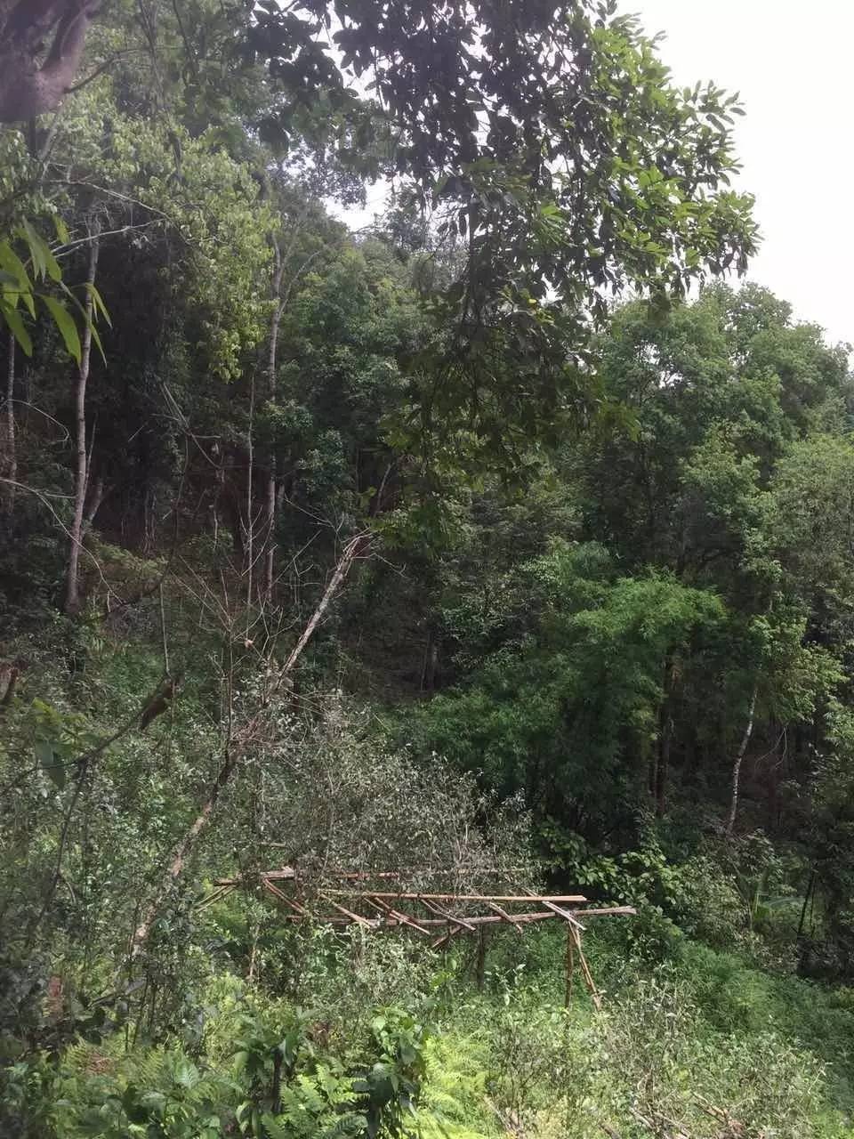 2024年曼松古樹春茶特點是什么？