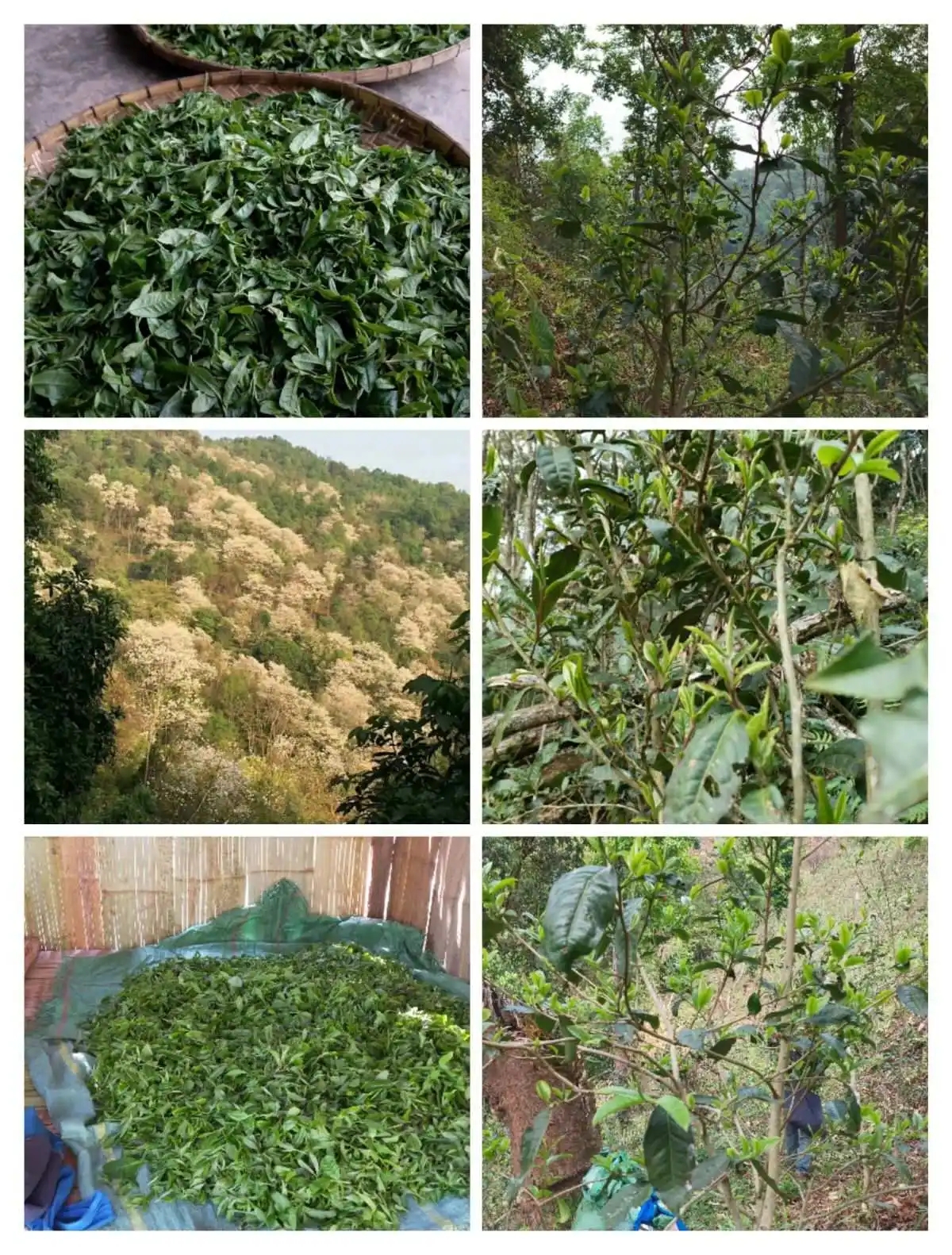 2024年曼松古樹春茶價(jià)格是多少？