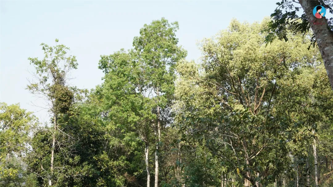 2024年曼松古樹春茶多少錢一公斤？