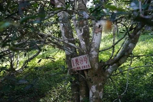 2024年薄荷塘古樹春茶特點(diǎn)是什么？