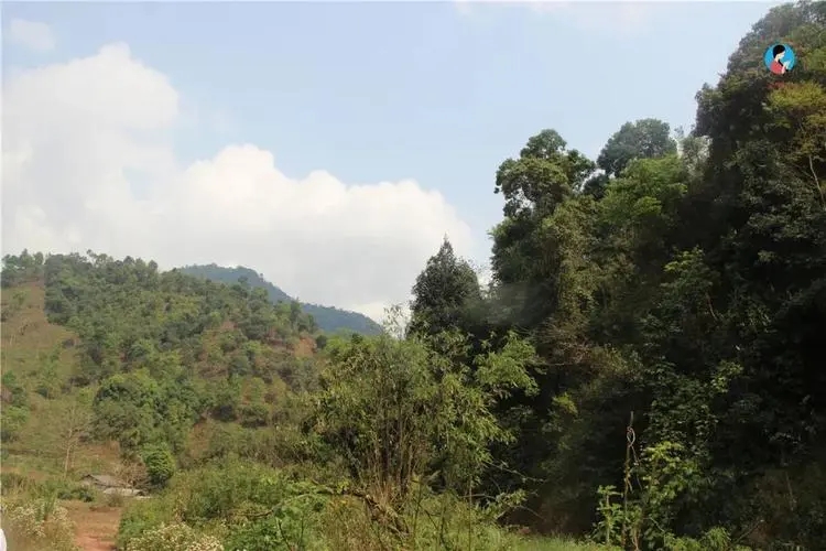 2024年薄荷塘古樹春茶品質怎么樣？