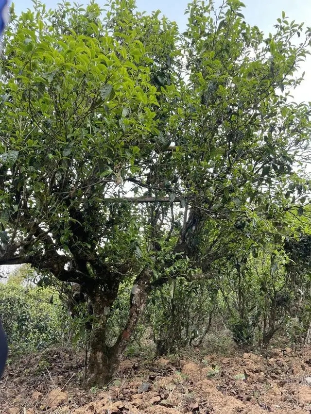 2024年薄荷塘古樹春茶價格是多少？