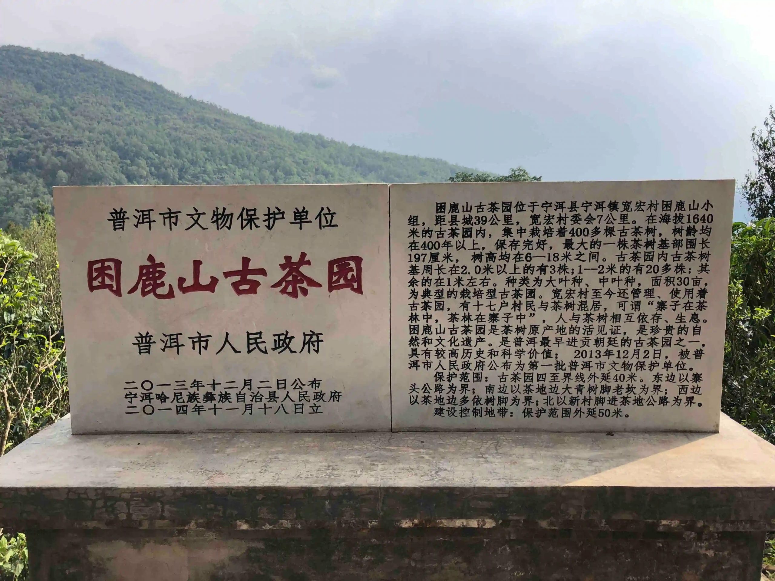 2024年困鹿山古樹春茶品質(zhì)怎么樣？