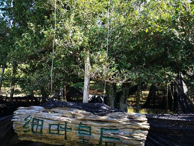 2024年困鹿山古樹春茶口感如何？