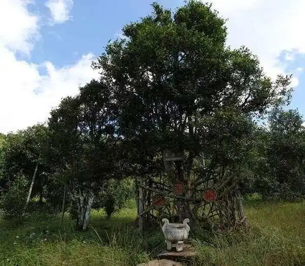 2024年困鹿山古樹春茶價格是多少？