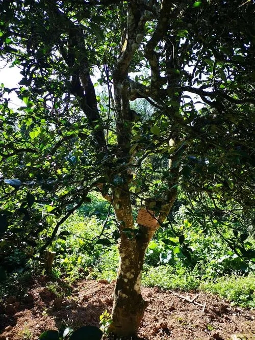 2024年困鹿山古樹春茶多少錢一公斤？