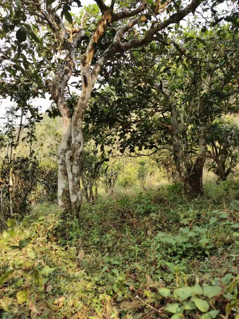 2024年迷帝古樹春茶品質(zhì)怎么樣？