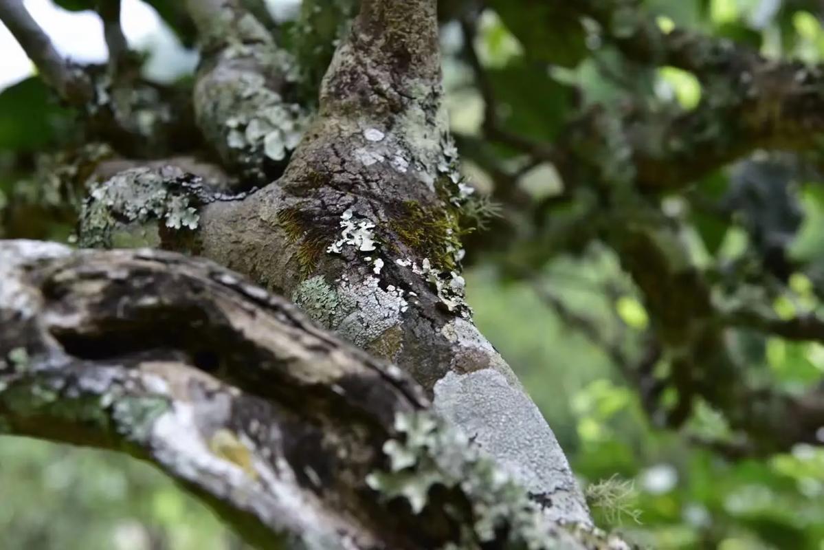 2024年迷帝古樹春茶多少錢一公斤？