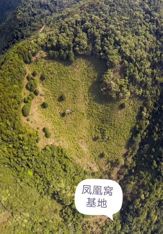 2024年墨江鳳凰窩古樹春茶口感如何？