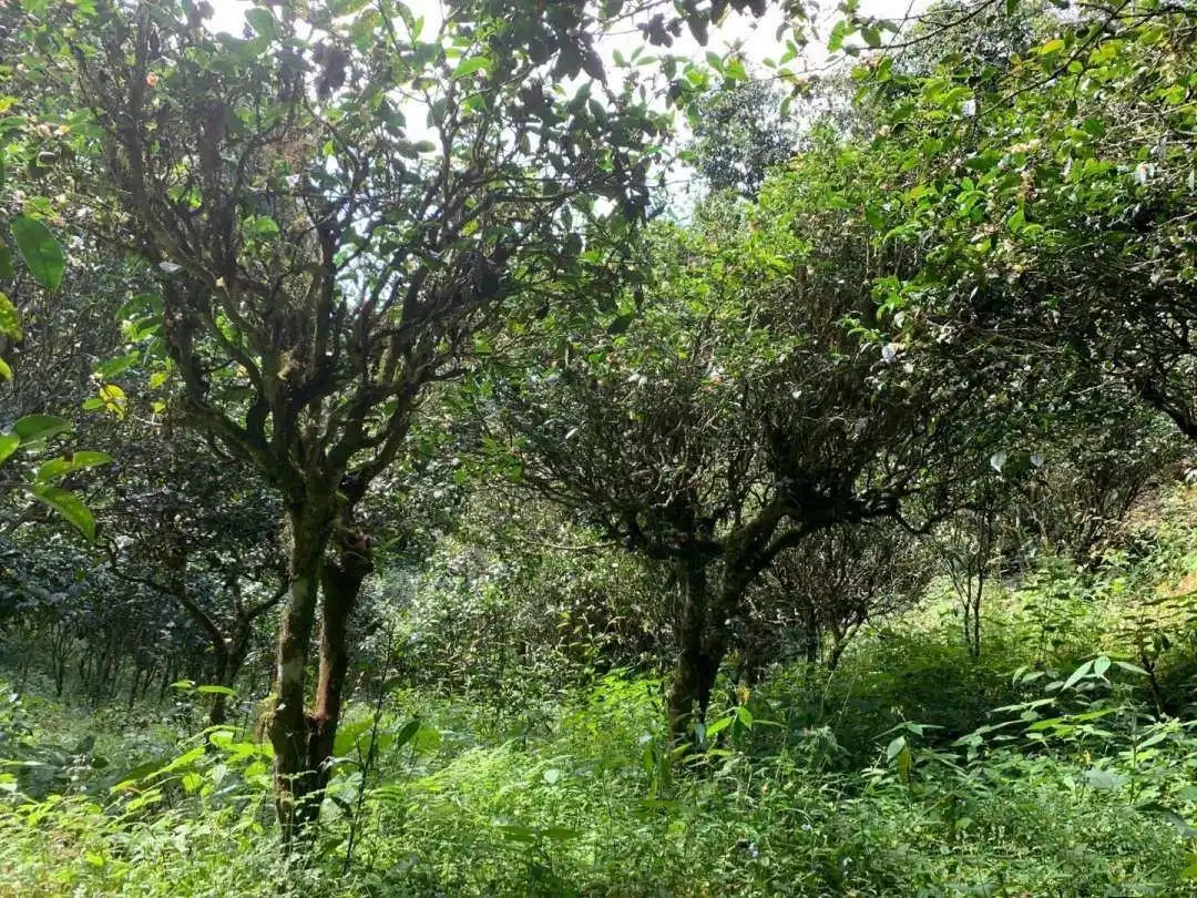 2024年墨江鳳凰窩古樹春茶品質(zhì)怎么樣？