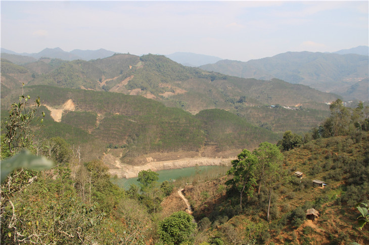 2024年昔歸古樹春茶口感是什么？