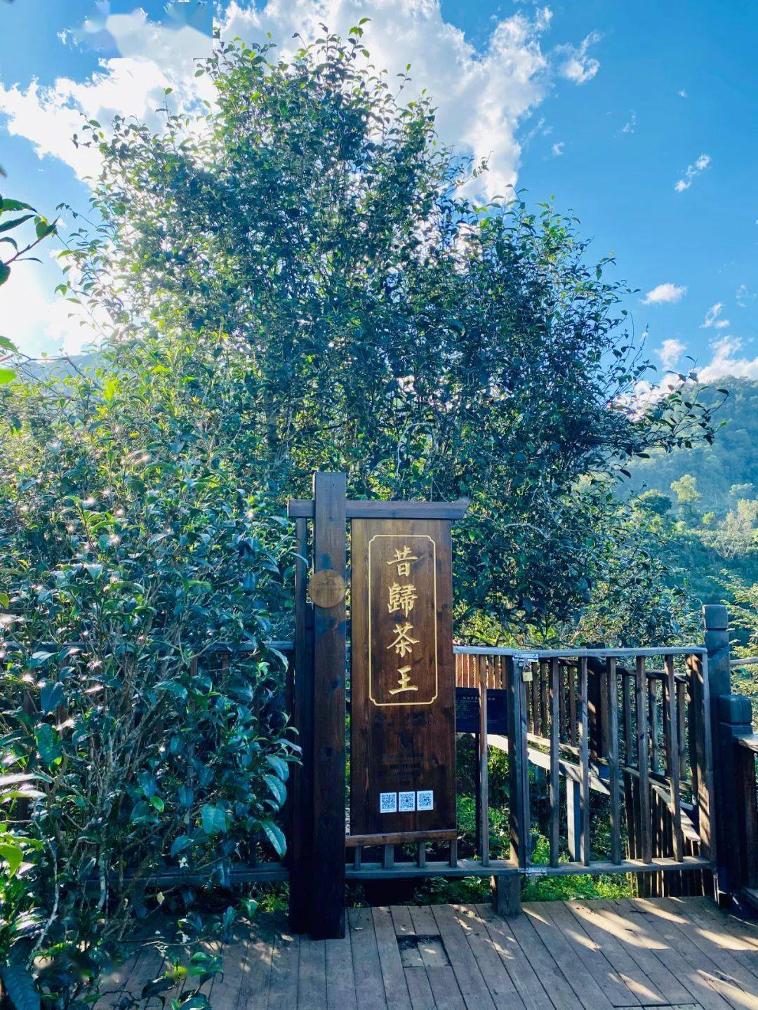 2024年昔歸古樹春茶品質(zhì)如何？