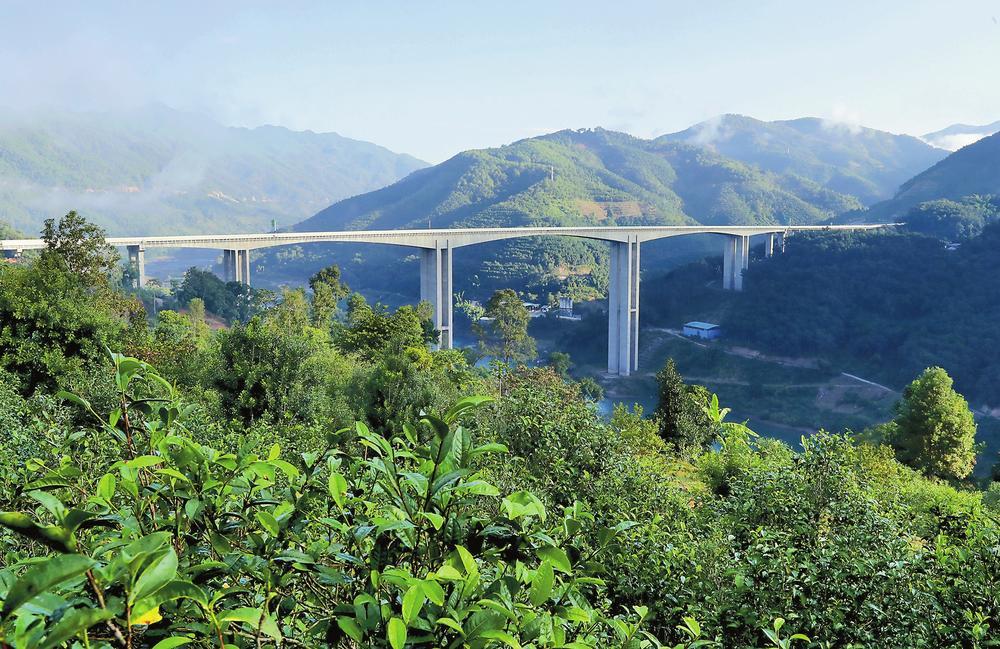 2024年昔歸古樹春茶品質(zhì)如何？