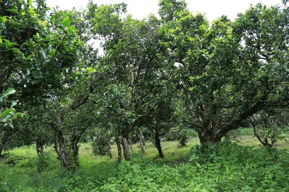 2024年昔歸古樹春茶價格是多少？