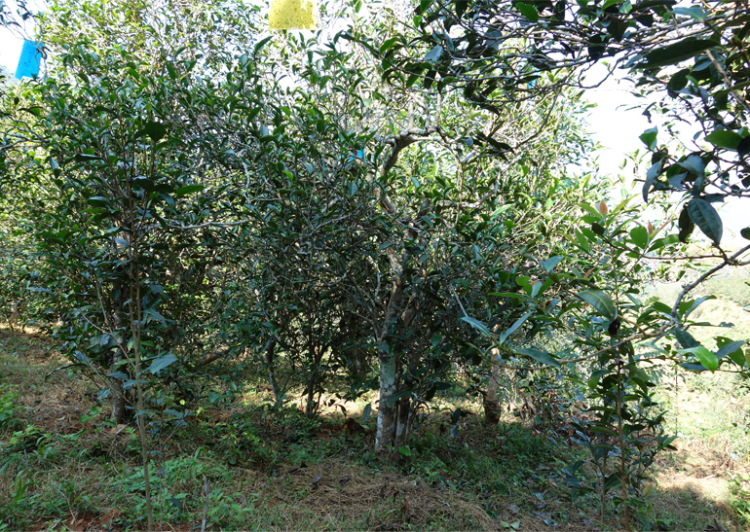 2024年昔歸古樹春茶多少錢一公斤？