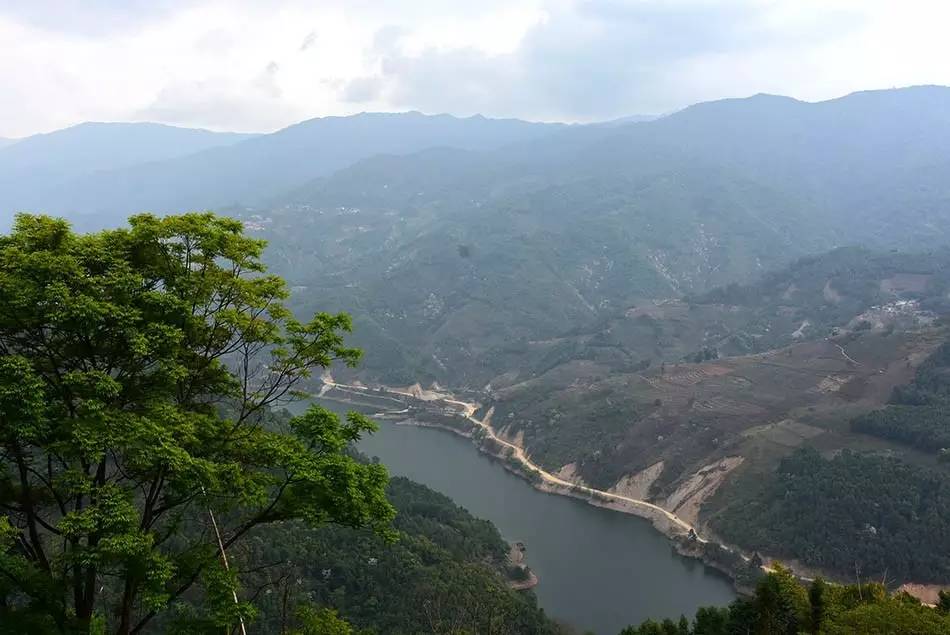 2024年磨烈古樹春茶多少錢一公斤？