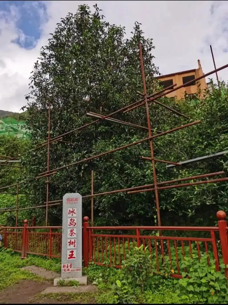 冰島老寨詳細(xì)介紹口感！