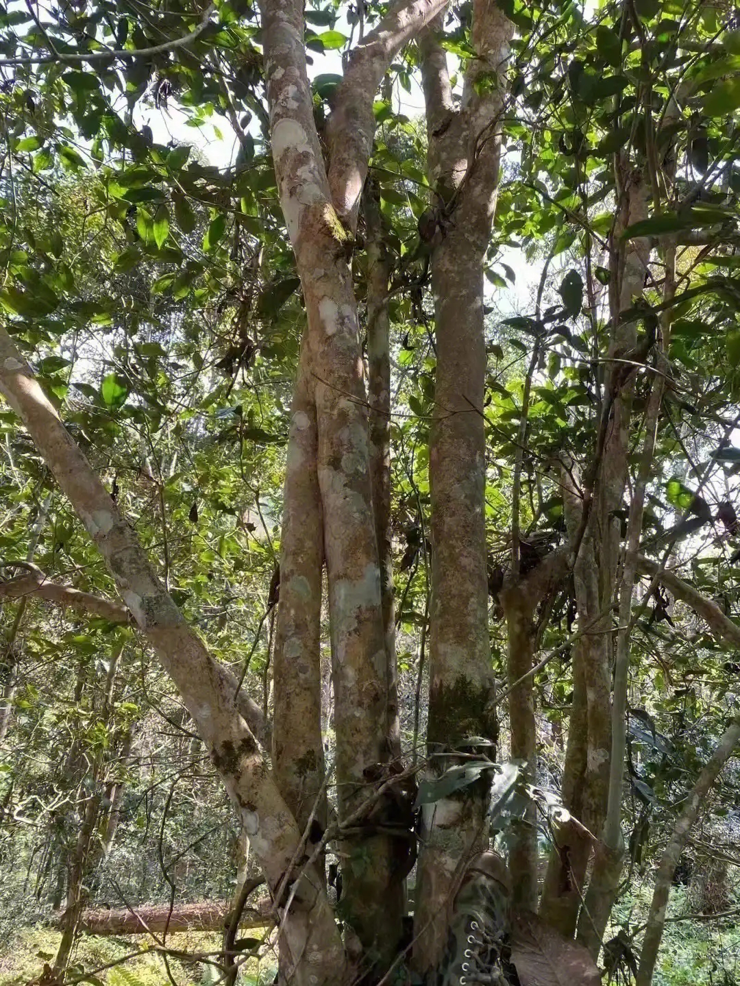 【薄荷塘】普洱茶為什么叫高桿茶？