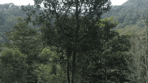 2025年易武古樹(shù)春茶價(jià)格是多少？