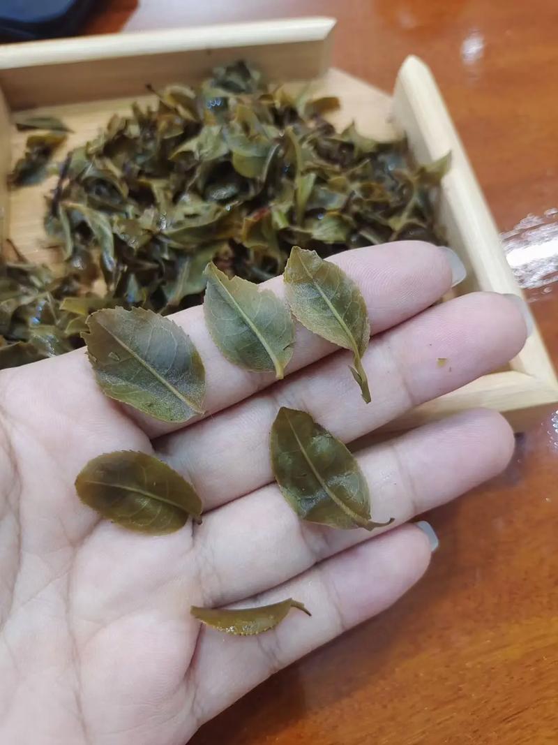 倚邦頭春茶，小葉種的春天